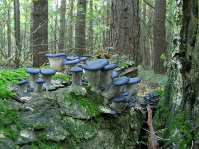 Мицелий Вешенки синий чулок / Вешенка колумбийская (Pleurotus columbinus) Мицелий Вешенки синий чулок / Вешенка колумбийская (Pleurotus columbinus)